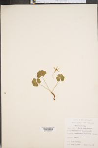 Oxalis montana image